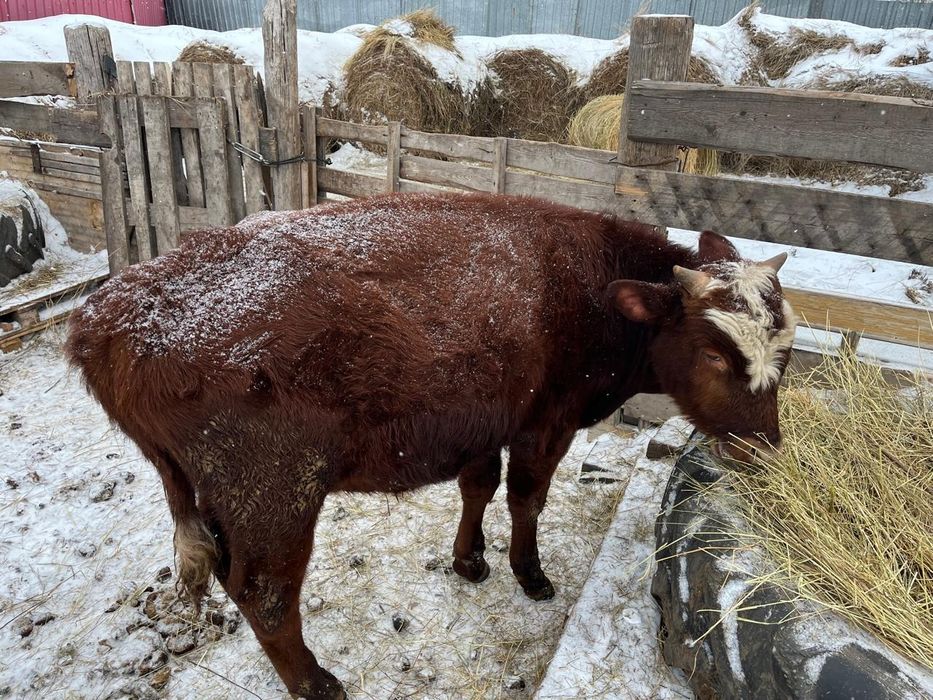 Продается бычок на откорм