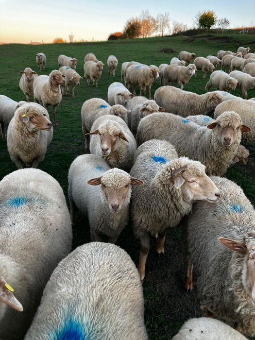 Vând berbecuți 2025