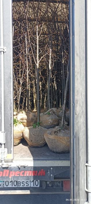 Липа липа липа мелколистаная