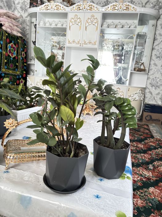 Доллар гулдер сатылады