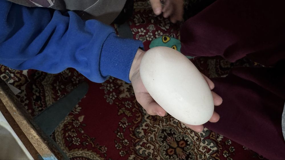 Продам гусь ,цена договорная