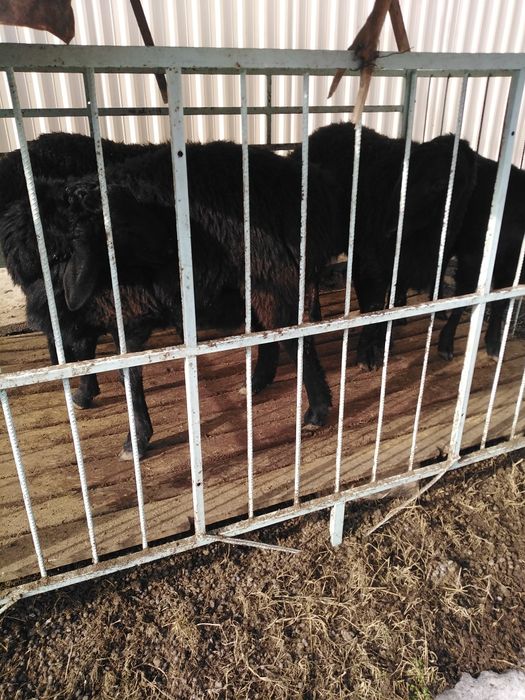 Кучкорлар сотилади