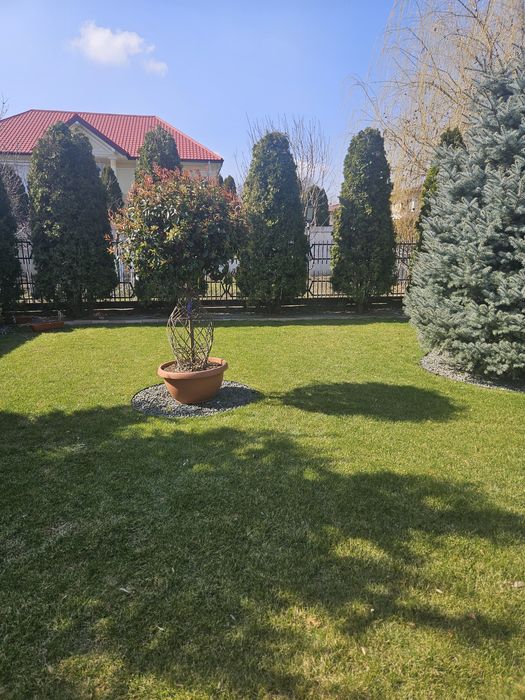 Plante ornamentale catalpa platani mesteacăn maslin