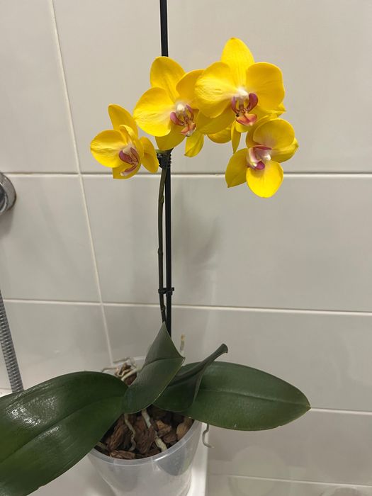 Продам сортовые орхидеи