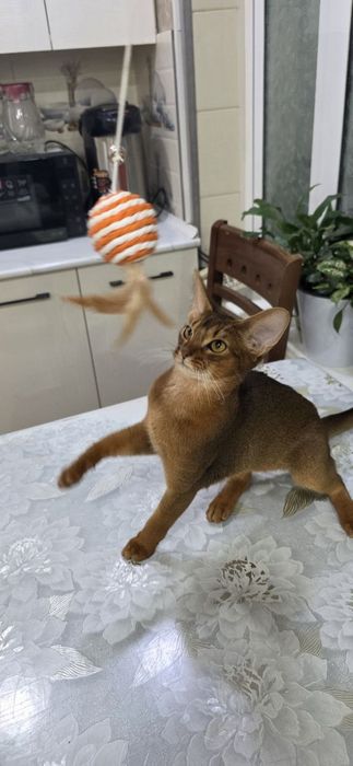 Продам:  Абиссинский кошка