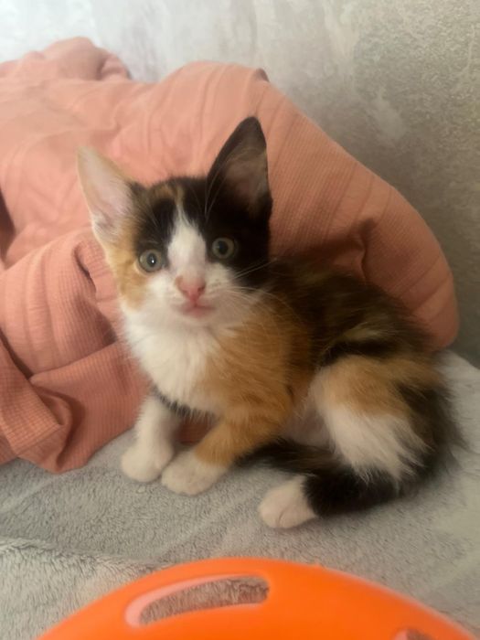 Котенок девочка отдам в добрые руки