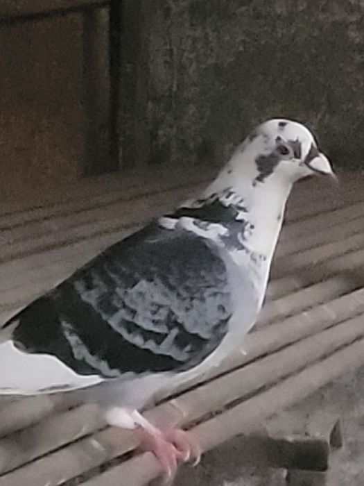 Porumbeii voiajori