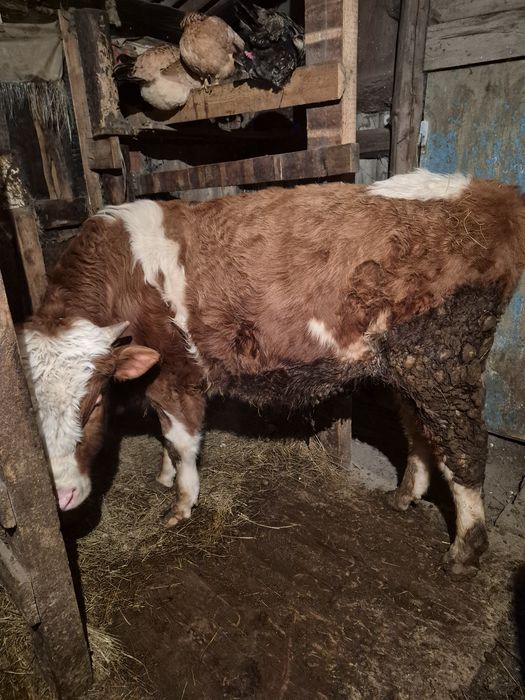 Продам бычок годовалый