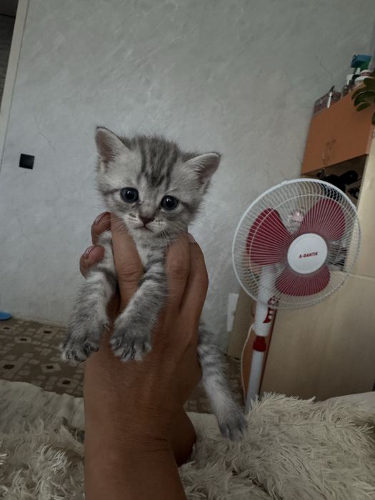котята шотландские