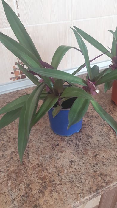 Цветы комнатные .