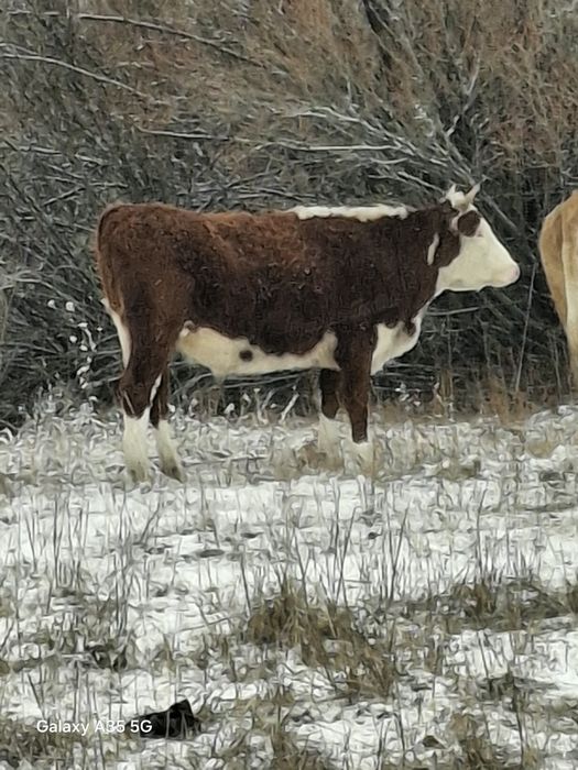 КРС год девяти месячные