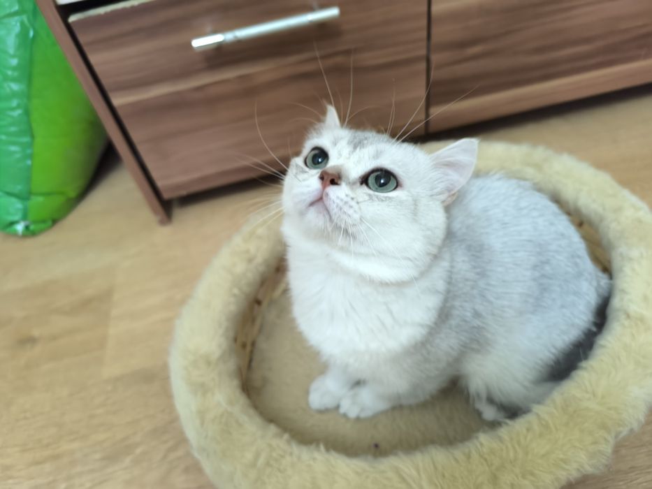 Отдам котика бесплатно