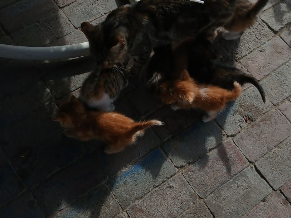 Отдам котят даром..