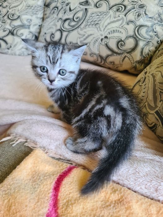 Британские короткошерстные