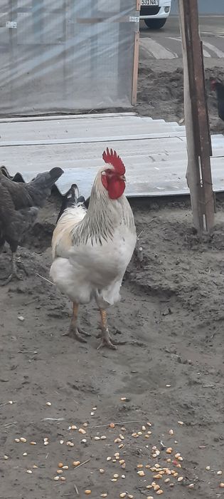 Адлер хуроз сотилади