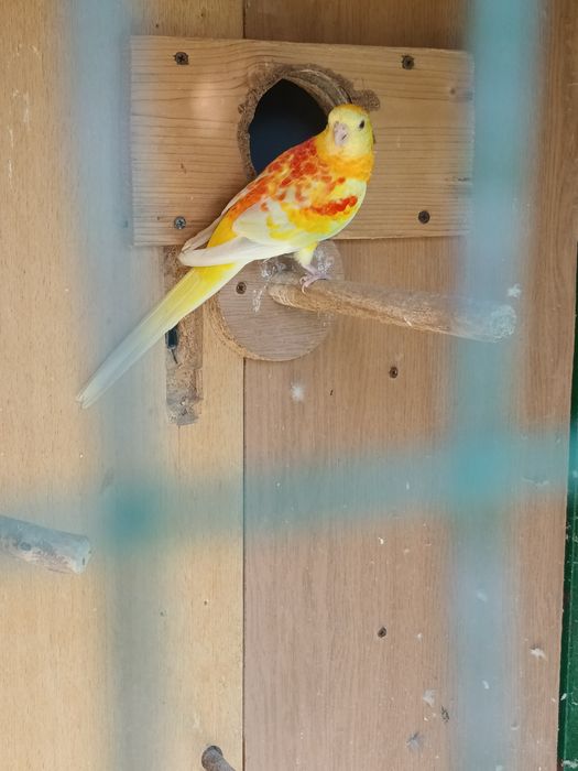 Мъжки поен папагал.