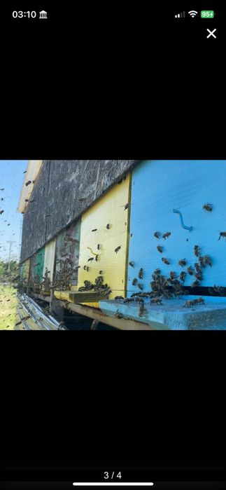 Roi de albine și familii de albine