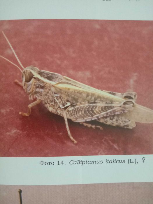 ПЕСТИЦИД против вредителей