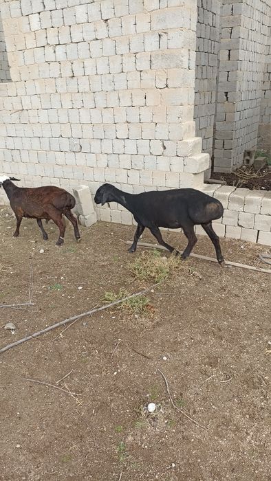 Qoylar sotiladi bugos