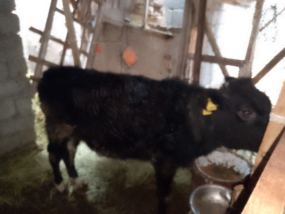 1 жасар ұрғашы бордақы бұзау сатылады