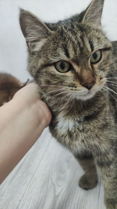 Котика в добрые руки