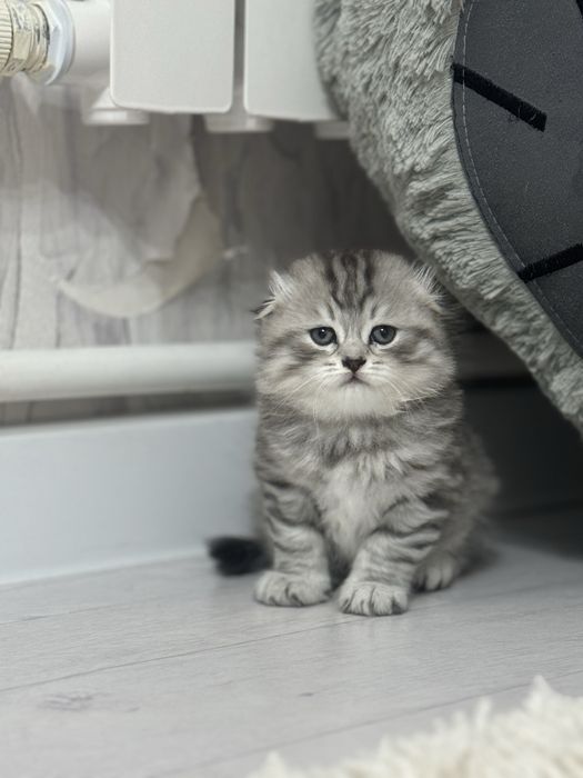 Шотландский  вислоухий скоттиш страйт