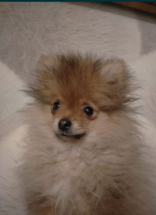 Пр.щенка мини шпица мальчик 4 мес.