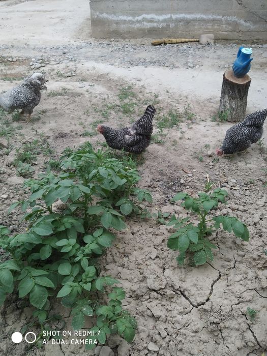 Amrokslar sotiladi Soni 1 xoroz 2 makyon