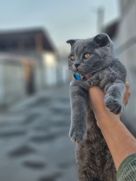 Шотландские Скоттиш Фолд Vyazka