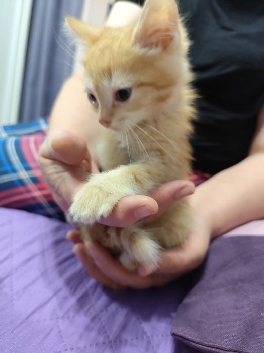 Отдам котят в добрые руки