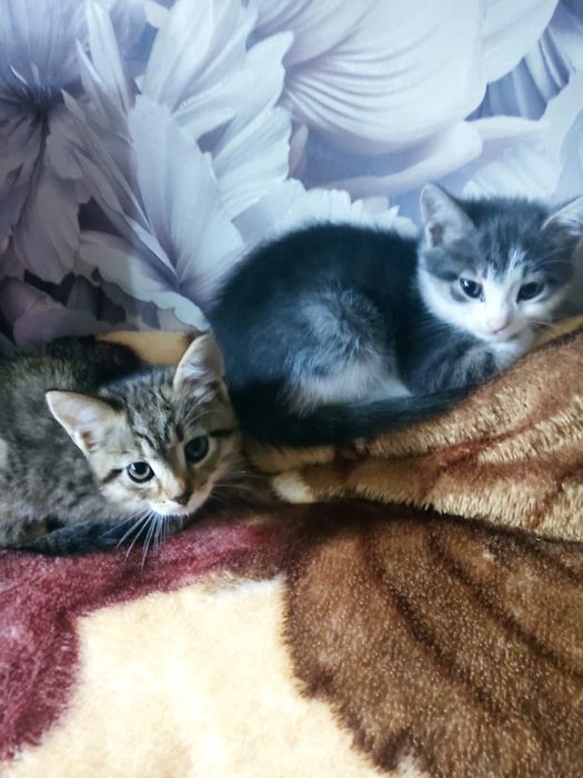 Отдам бесплатно котят