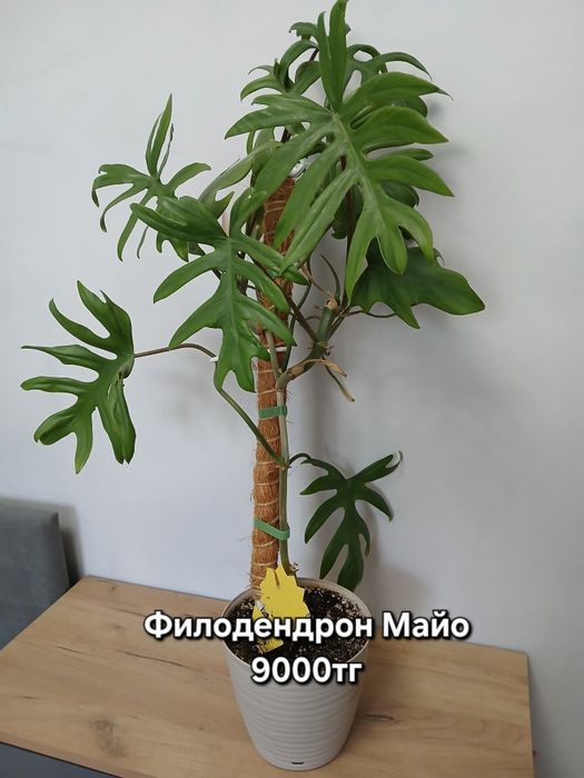 Монстера очень пышная