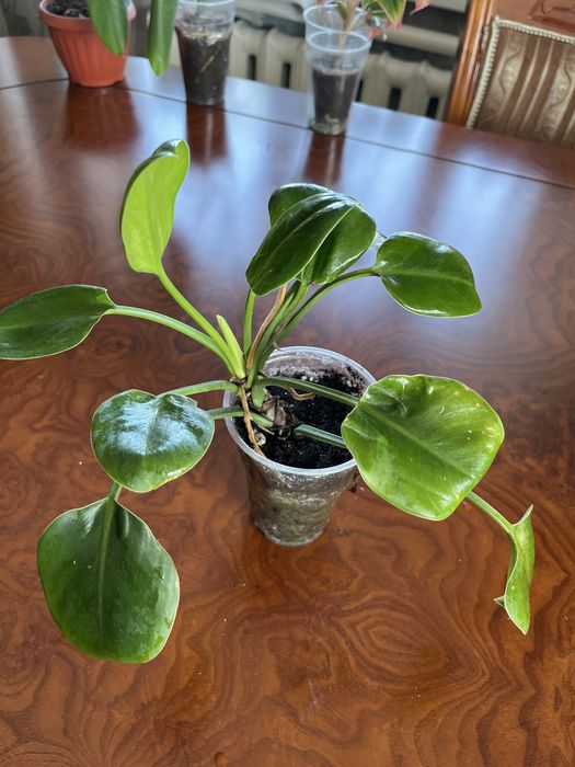 Бегонии, филодендроны