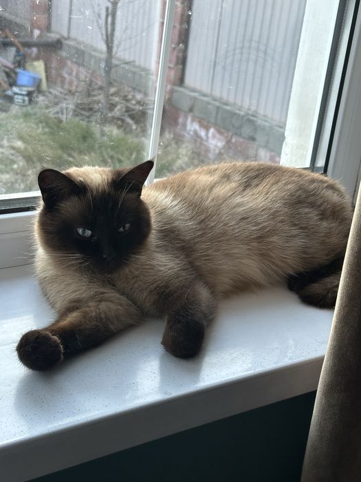 кошка в хорошие руки