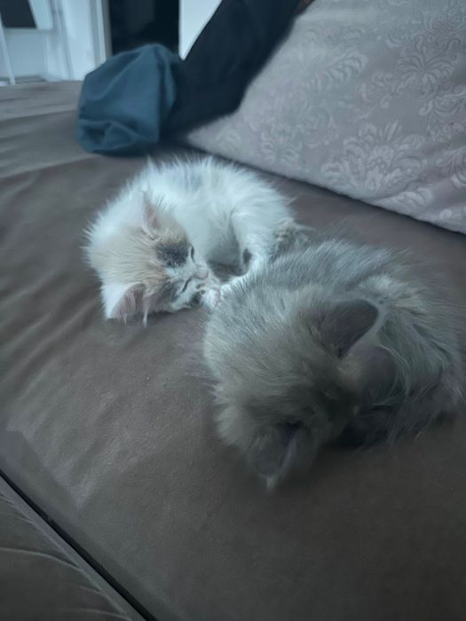 котята бесплатно