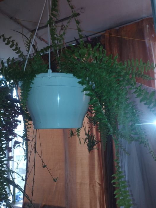Plante de apartament curgatoare