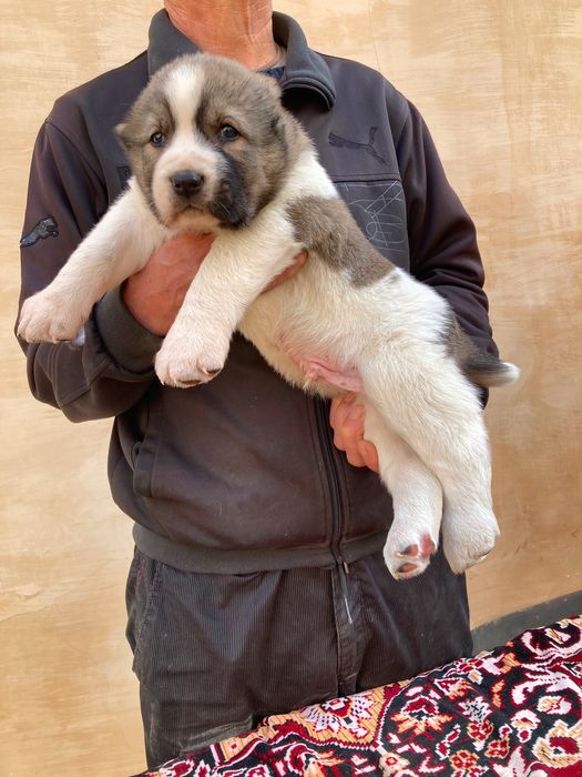 Щенок Туркменского Алабая ( Чистокровный )