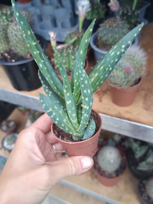 Cactuși, suculente și suculente de exterior