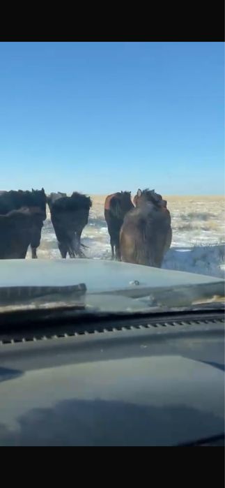 Бие мен жабагы сатам