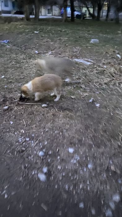 Отдам щенят в добрые руки