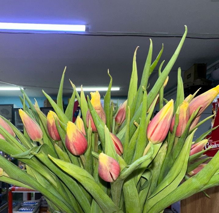 Тюльпаны продаю срочно