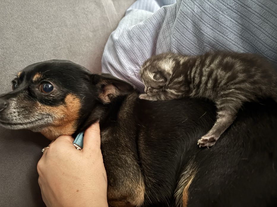 В продаже котята