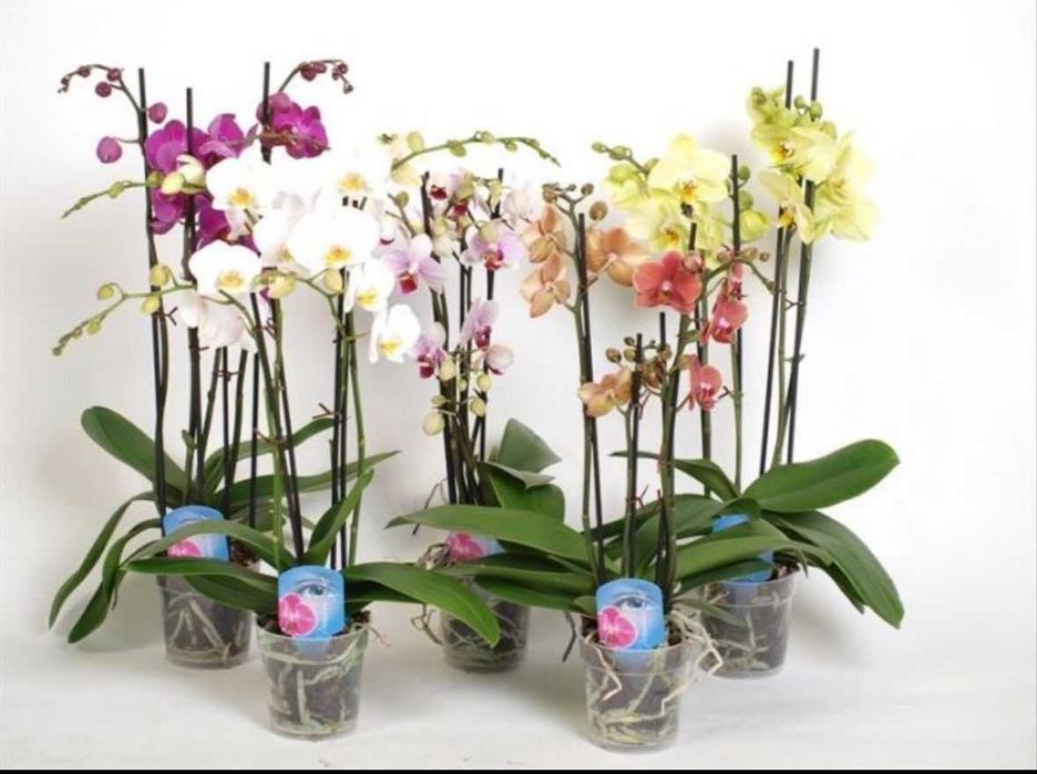 Цветущая орхидея Фаленопсис