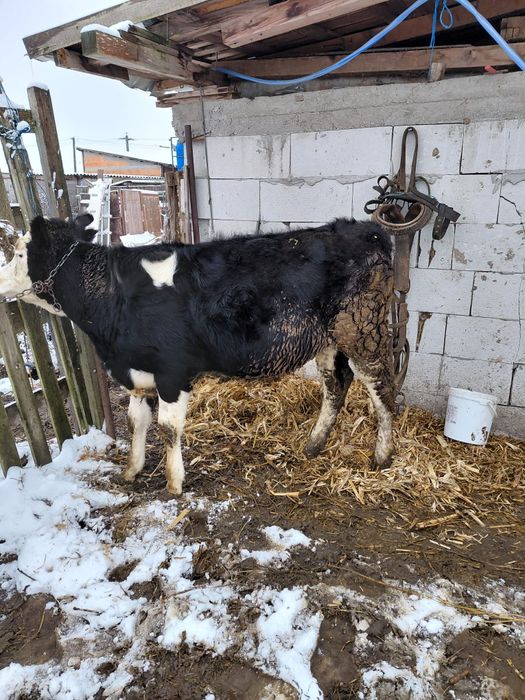 Vând junica din vaci de lapte