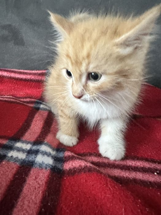 отдам котят в хорошие руки