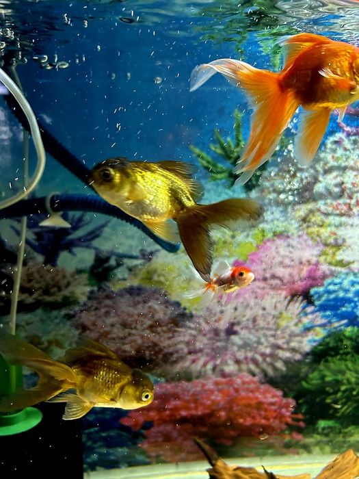 Золотые рыбки Скалярия.