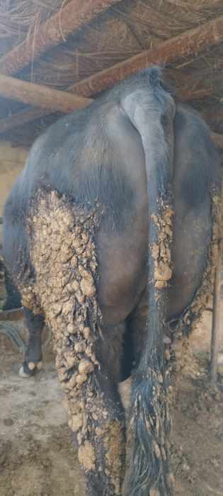 Букка сотилади манзил Когон