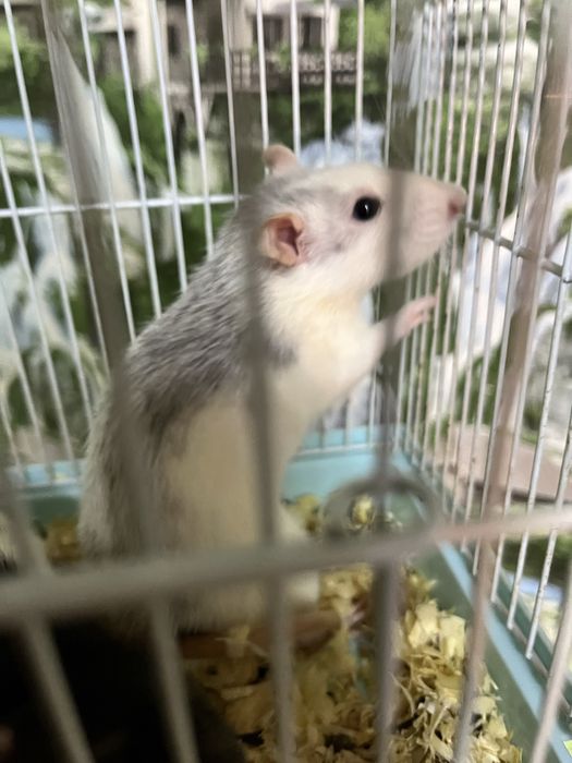 Крысы девочки (крыса,крыс,декоративные крысы)