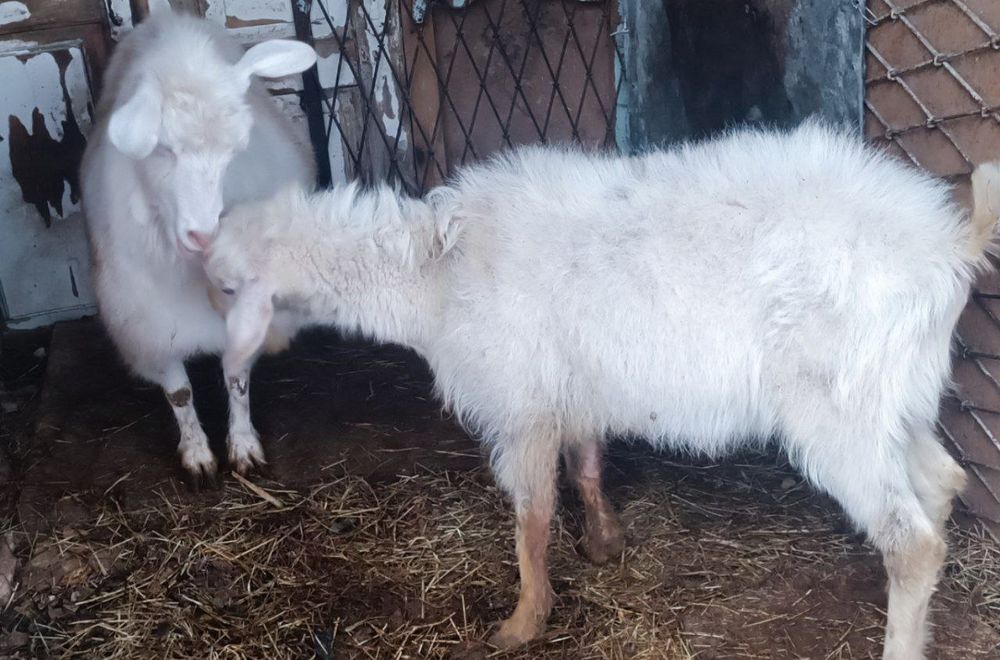 Эчки сотилади, жудаям юввош,
иштахаси аьло,