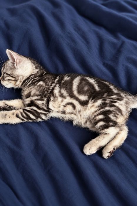Бенгальские котята
